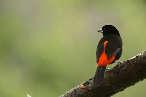 Costa Rican Prints: Passerinis Tanager (Ramphocelus passerinii) adult male