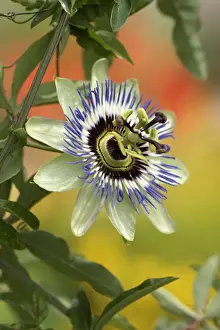 Anniversary Prints: Passion Flower (Passiflora edulis forma edulis) flowering in garden