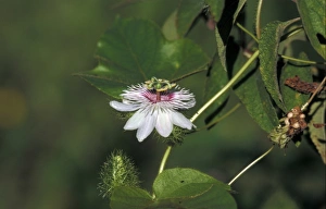 Climbers Prints: Passion Flower (Passiflora foetida) Galapagos