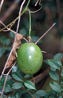 Climbers Prints: Passion Fruit (Passiflora edulis) Santa Cruz Is, Galapagos