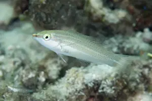West Papua Prints: Pastel-green Wrasse (Halichoeres chloropterus) juvenile female