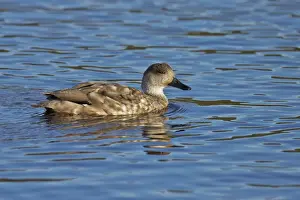 Steppes Prints: Patagonian Crested Duck (Lophonetta specularioides specularioides) adult