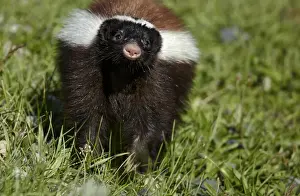 Patagonian Hog-nosed Skunk (Conepatus humboldtii) adult, walking on grass, Torres del Paine N. P