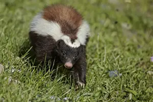 Patagonian Hog-nosed Skunk (Conepatus humboldtii) adult, walking on grass, Torres del Paine N. P