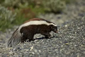 Patagonian Hog-nosed Skunk (Conepatus humboldtii) adult, walking on gravel, Torres del Paine N. P