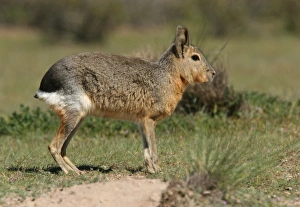 Patagonian Mara (Dolichotis patagonum) adult, standing, Valdes Peninsula, Chubut, Argentina, october