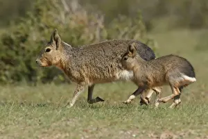 Mara Prints: Patagonian Mara (Dolichotis patagonum) adult with juvenile