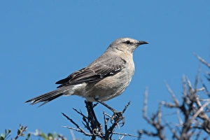 Mockingbird Prints: Patagonian Mockingbird (Mimus patagonicus) adult
