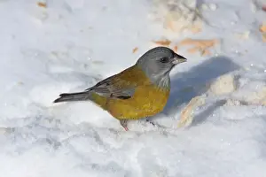Patagonian Sierra-finch (Phrygilus patagonicus) adult female, feeding on bread scraps in snow, Haruwen, Tierra del Fuego, Argentina, august