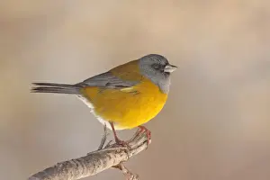 Thraupidae Prints: Patagonian Sierra-finch (Phrygilus patagonicus) adult male