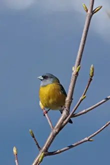 Patagonian Sierra-finch (Phrygilus patagonicus) adult male, perched on branch, Lake Correntoso, Neuquen, Argentina, october