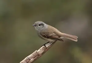 Tyrant Flycatcher Prints: Patagonian Tyrant (Colorhamphus parvirostris) adult