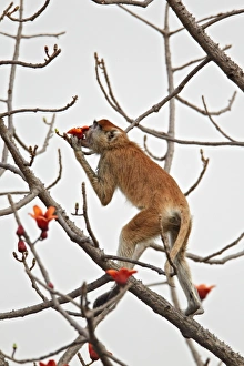 Senegal Prints: Patas Monkey (Eythrocebus patas) adult, feeding on ceiba tree flowers, Senegal, january