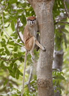 Senegal Prints: Patas Monkey (Eythrocebus patas) adult female