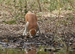Senegal Prints: Patas Monkey (Eythrocebus patas) adult male