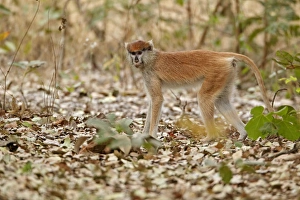 Patas Monkey (Eythrocebus patas) immature female, standing on leaf litter, near Toubacouta, Senegal, january