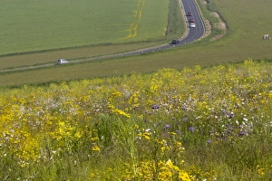 Cars Prints: Patch of mixed arable weeds flowering