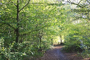 Foot Paths Prints: Path through deciduous woodland habitat