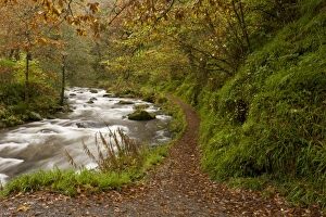 Pathway Prints: Path and rapids on river flowing through woodland habitat