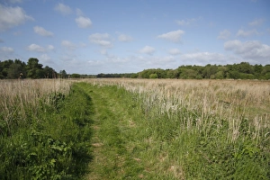 Wildlife Trust Prints: Path through reedbed in river valley fen habitat