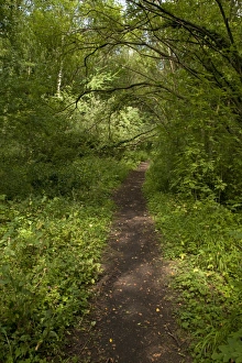 Wildlife Trust Prints: Path through wet woodland habitat