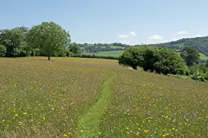 Yellow Prints: Path through wild flower meadow at Goren Farm near Stockland in Devon on a fine summer day