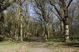 Gloucestershire Prints: Pathway through deciduous woodland habitat