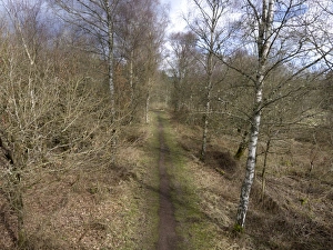 Pathway through deciduous woodland habitat, Nagshead RSPB Reserve, Forest of Dean, Gloucestershire, England, March
