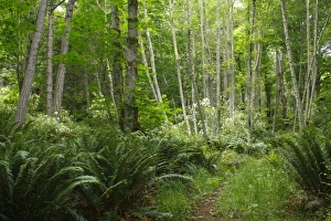 Strait Prints: Pathway through forest habitat