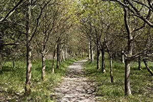 Staffordshire Prints: Pathway through woodland habitat