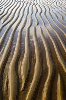 Ripples Prints: Patterns on wet sandy beach at low tide, Northumberland, England, july