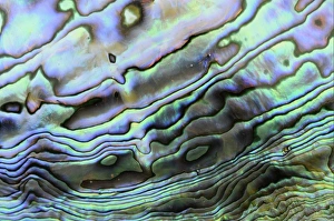 Paua (Haliotis iris) interior layer of shell, close-up of iridescent nacre or mother of pearl