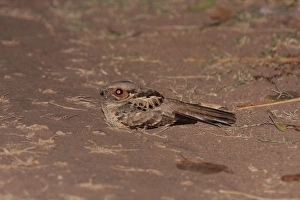 Pauraque (Nyctidromus albicollis) adult, sitting on ground at night, Pouso Alegre, Mato Grosso, Brazil, september