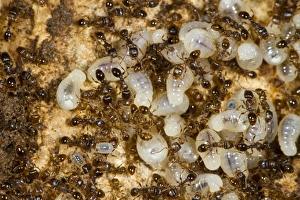 Nest Prints: Pavement Ant (Tetramorium caespitum) adults