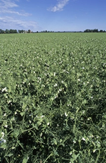 Legume Prints: Pea (Pisum sativum) crop, field in flower, Sweden
