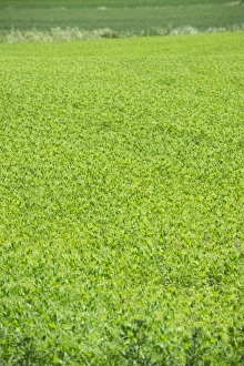 Legume Prints: Pea (Pisum sativum) crop in field, Sweden, june