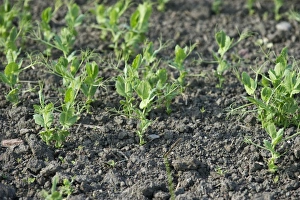 Seedling Prints: Pea (Pisum sativum) crop, seedlings growing in field, Sweden, june