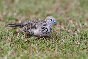 Pigeon Prints: Peaceful Dove (Geopelia placida) adult