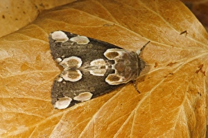 Peach Blossom Moth (Thyatira batis) adult, resting on fallen beech leaf, Norfolk, England, July