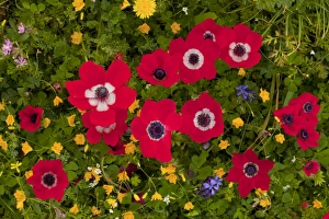 Lesbos Prints: Peacock Anemone (Anemone pavonina) flowering