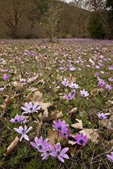 Peacock Anemone (Anemone pavonina) flowering, mass growing in habitat, Vikos Gorge, Northwest Greece, April