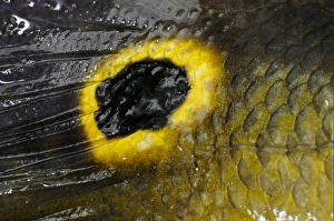 Details Prints: Peacock Bass (Cichla ocellaris) adult, close-up of eyespot on tail, Rupununi River, Guyana