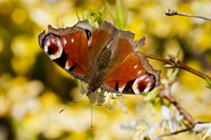 Peacock Butterfly (Inachis io) adult, feeding on Winter Honeysuckle (Lonicera fragrantissima) flowers in garden, Powys