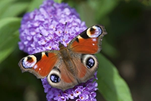 Germany Prints: Peacock Butterfly (Inachis io) adult