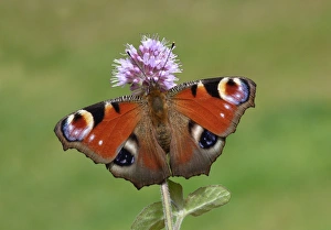 Nectar Prints: Peacock Butterfly (Inachis io) adult female