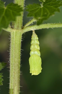 Oxfordshire Prints: Peacock Butterfly (Inachis io) newly formed pupa, still soft, Oxfordshire, England, August