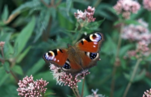 Butter Fly Prints: Peacock Butterfly (Inachis io) Redgrave, Suffolk Wildlife Trust