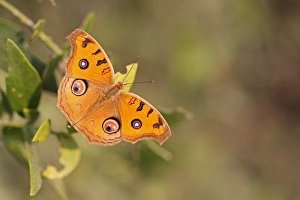 Butter Fly Prints: Peacock Pansy (Junonia almana) adult, resting on leaves, India, november