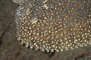 Muck Prints: Peacock Sole (Pardachirus pavoninus) juvenile