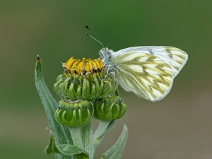 Buds Prints: Peak White (Pontia callidice) adult